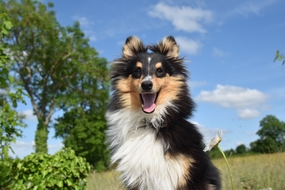 户外树林草地牧羊犬摄影图片